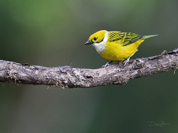 Silver-throated tanager, Zilverkeeltangare on a bare branch
