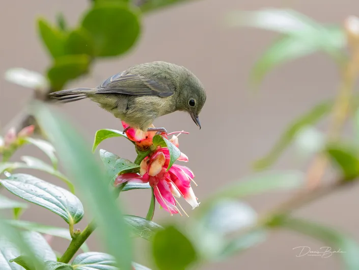 Slaty flowerpiercer, Leigrijze berghoningkruiper on a red flower