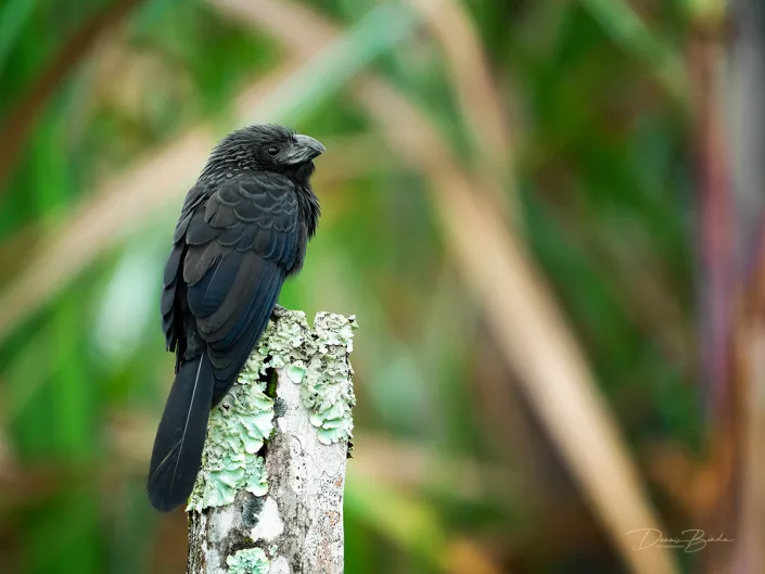 Smooth-billed Ani, Kleine ani on a white pole