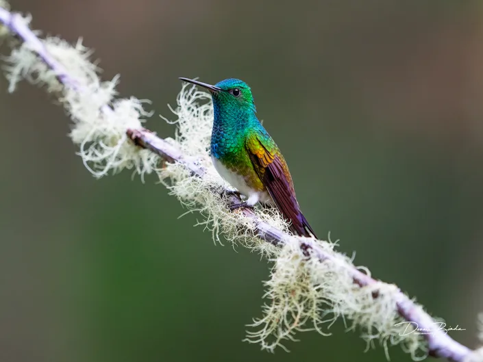 Snowy-breasted Hummingbird Edwards amazilia op witte tak