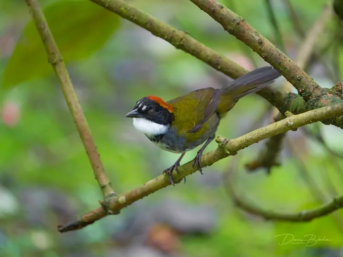 Sooty-faced finch, Dikbekstruikgors between branches