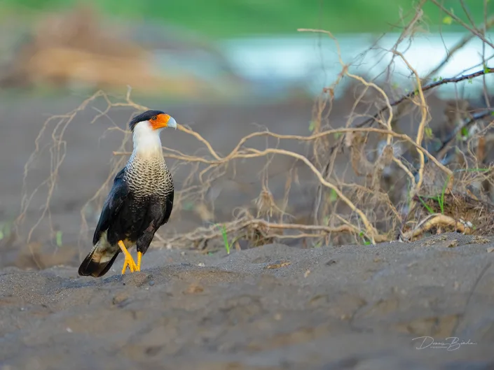Southern Crested Caracara, Zuidelijke kuifcaracara walking on sand