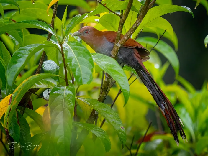 Squirrel cuckoo, Eekhoornkoekoek between leaves