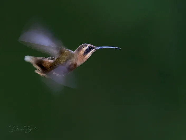 Stripe-throated hermit, Kleine streepkeelheremietkolibrie flying