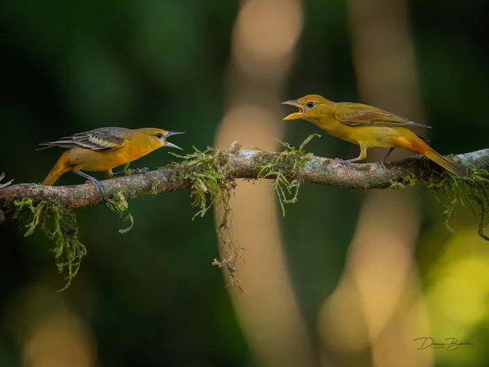 SuSummer tanager and Baltimore oriole, Zomertangare en Baltimoretroepiaal