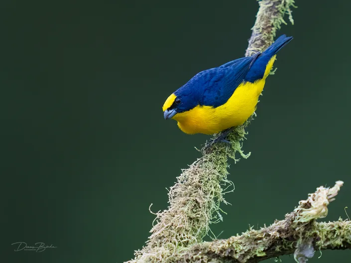 Thick-billed euphonia Dikbekorganist op witte mos