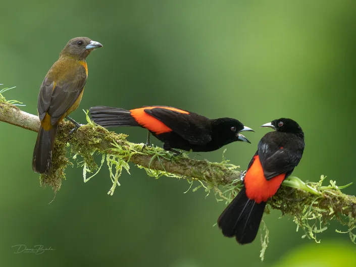 Scarlet-rumped tanager - Tangara terciopelo - Roodrugtangare