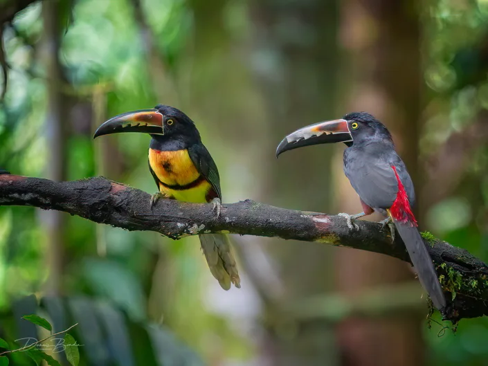 two Collared aracari, Halsbandarassaries on a branch