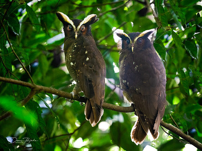 Two Crested owls, Kuifuilen in a tree