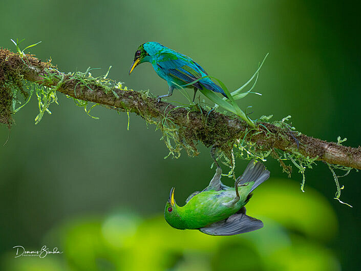 Two Green honeycreepers, Groene suikervogels on a branch