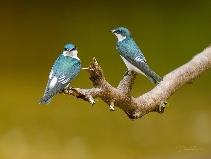 Two Mangrove swallows, Mangrovezwaluwen together