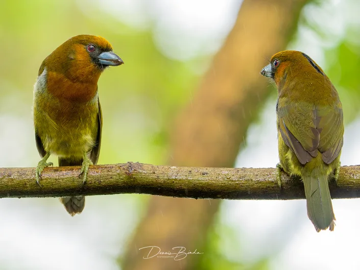 two Prong-billed barbets, Tandsnavelbaardvogels on a branch