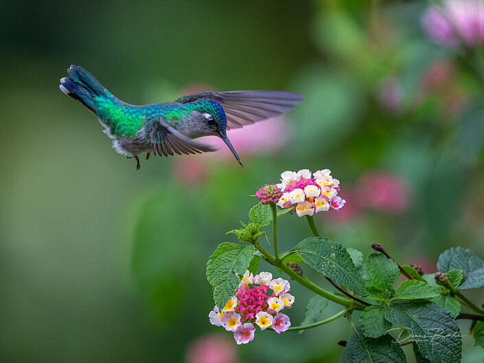 Violet-headed hummingbird, Paarskopkolibrie near pink flower