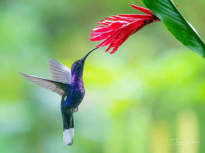 Violet sabrewing, Violette sabelvleugel near red flower