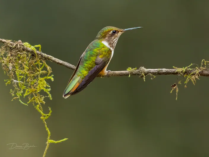 Volcano hummingbird Vulkaankolibrie op tak met mos