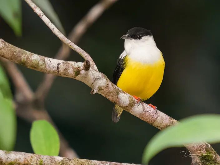 White-collared manakin, Witkraagmanakin on white branch