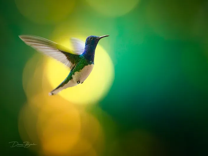 White-necked jacobin, Witnekkolibrie flying