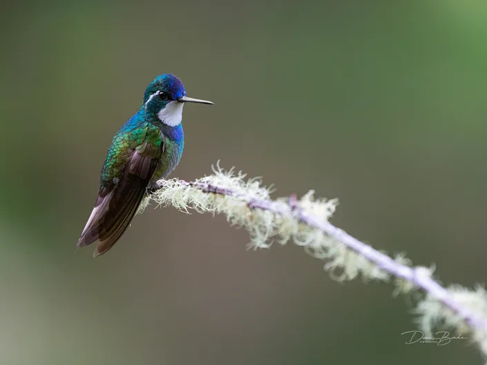 White-throated Mountain-gem, Roodbuikjuweelkolibrie opeen witte tak