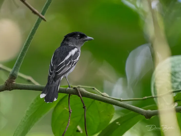 White-winged becard - Witvleugelbekarde - Pachyramphus polychopterus