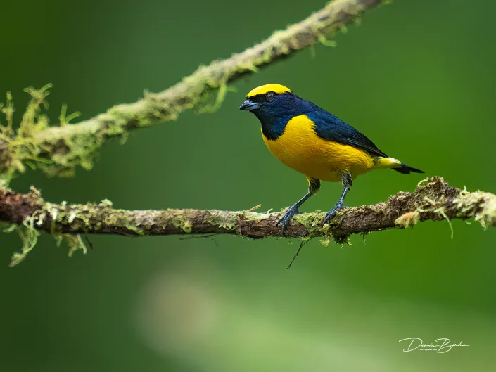 Yellow-crowned euphonia, Geelkruinorganist between branches