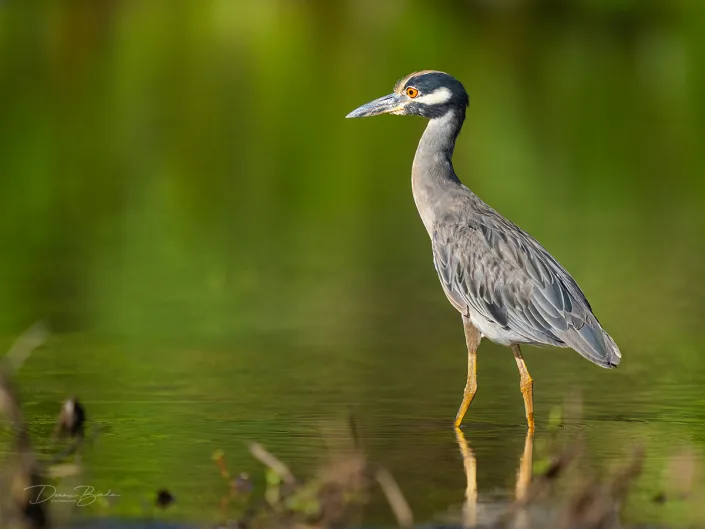 Yellow-crowned Night-Heron, Geelkruinkwak wading
