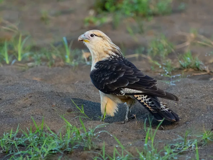 Yellow-headed Caracara, Geelkopcaracara sitting on the ground