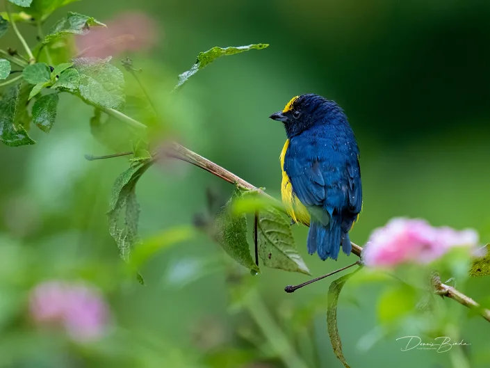 Yellow-throated euphonia,Geelkeelorganist near pink flowers