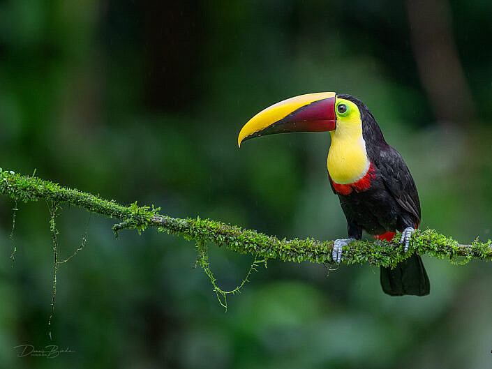 Yellow-throated toucan, Zwartsnaveltoekan on a mossy branch