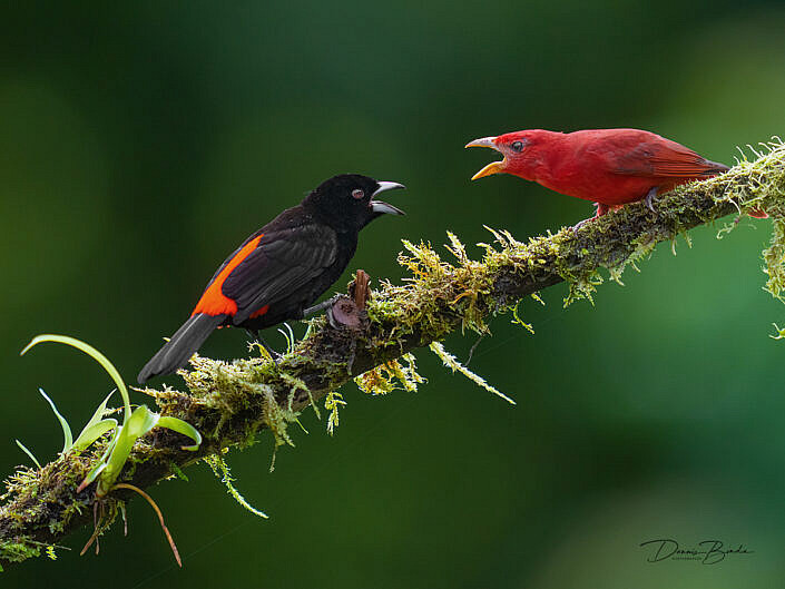 Summer tanager and Passerini tanager fighting on a branch