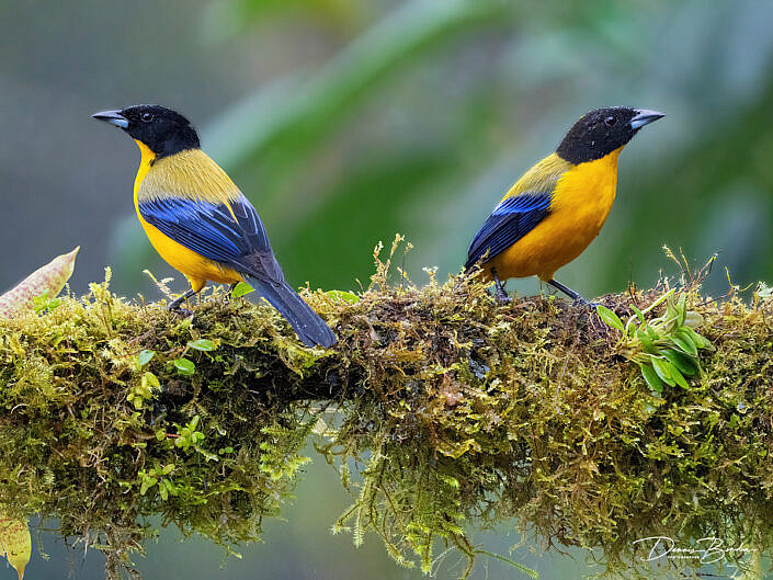 Two Black-chinned Mountain-tanagers Zwartkinbergtangares on a mossy branch