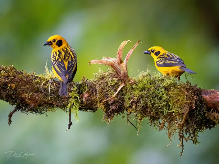 Golden Tanagers Goudtangares samen op bemoste tak