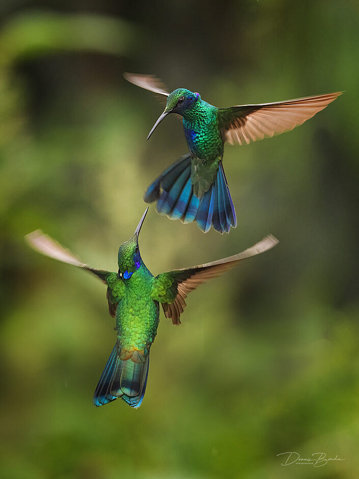 two Sparkling Violetear hummingbirds Goulds violetoorkolibrie flying