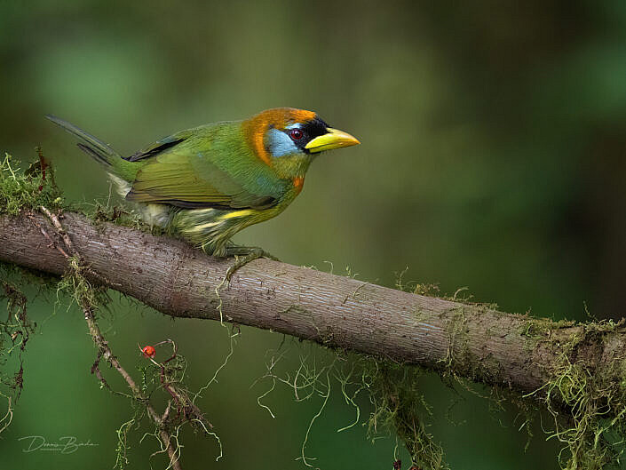 Eubucco bourcierii - Andenbartvogel - Cabézon à tête rouge - Barbetto testarossa - zuakagoshikidori