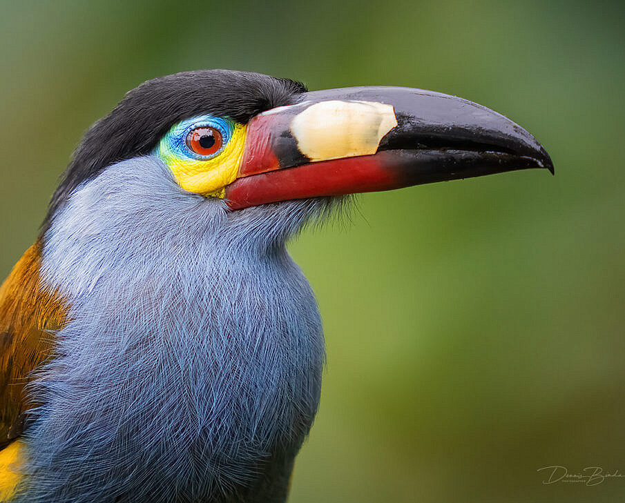 Ecuador Birds 2022