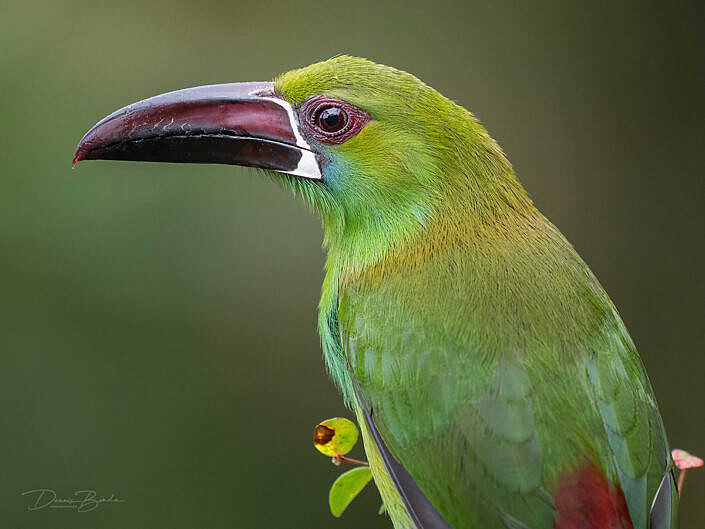 Aulacorhynchus haematopygus - Blutbürzelarassari - Toucanet à croupion rouge - Tucanetto groppacremisi - koshiakamidorichuuhashi