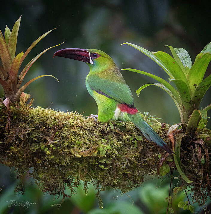 Aulacorhynchus haematopygus - Blutbürzelarassari - Toucanet à croupion rouge - Tucanetto groppacremisi - koshiakamidorichuuhashi