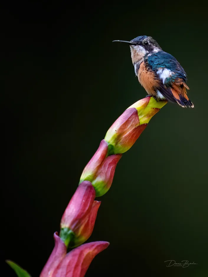 Gorgeted Woodstar hummingbird Zonneboself on a red flower