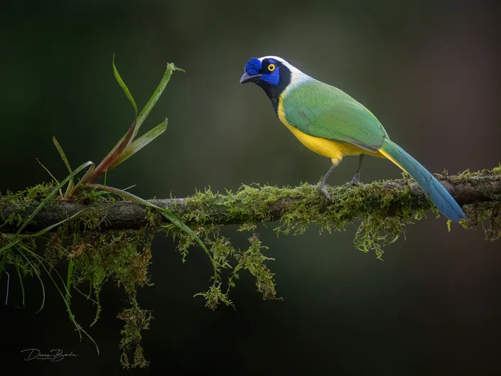 Green jay groene gaai op een tak