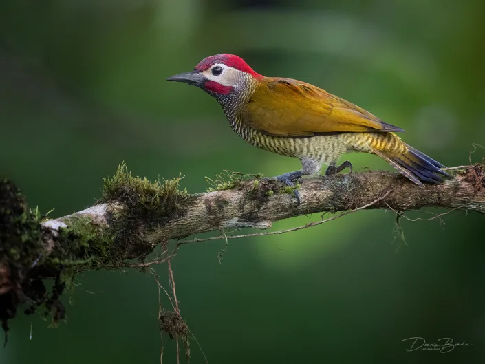 Golden-olive Woodpecker Olijfrugspecht op een dikke tak