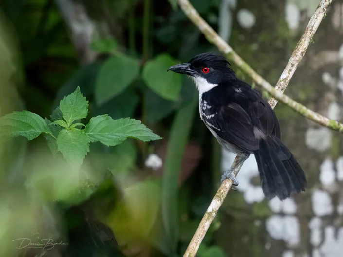 Great Antshrike Grote mierklauwier op een lichte tak