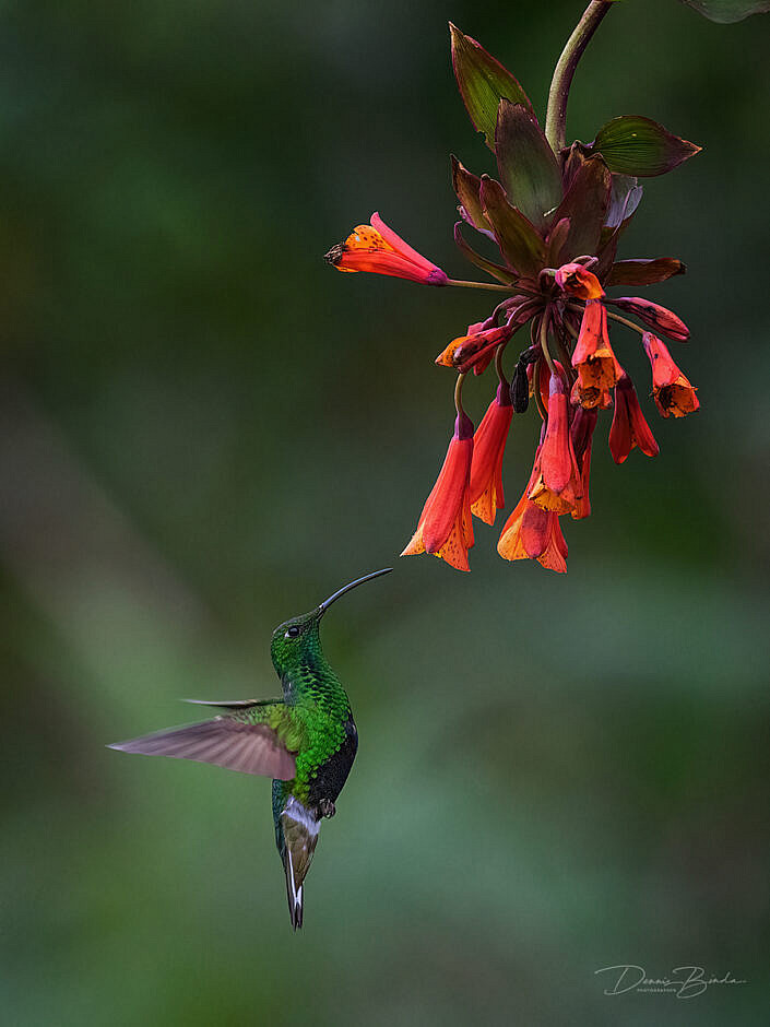 Mountain Velvetbreast hummingbird Draadvleugelkolibrie onder rode bloem