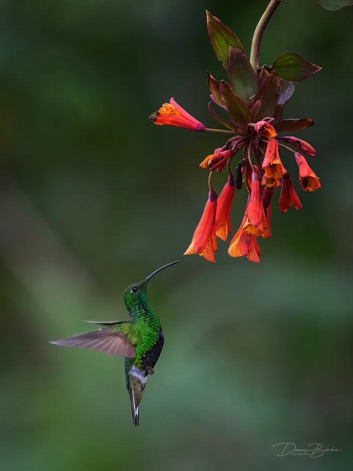 Mountain Velvetbreast hummingbird Draadvleugelkolibrie onder rode bloem