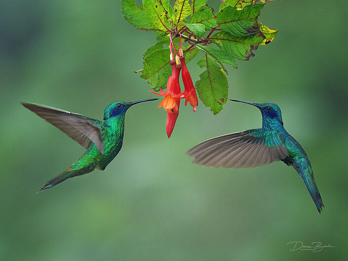 Sparkling Violetear hummingbirds Goulds violetoorkolibries bij rode bloem