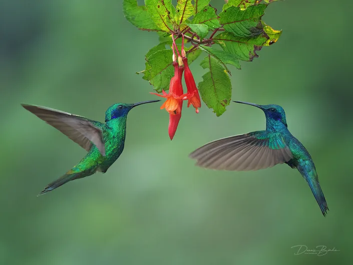 Sparkling Violetear hummingbirds Goulds violetoorkolibries bij rode bloem