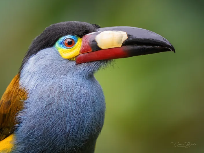 portret van een Plate-billed Mountain-toucan Zwartkruinbergtoekan