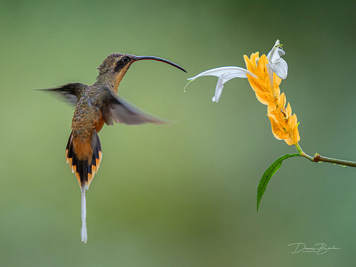 Tawny-bellied Hermit hummingbird in front of a yellow flower