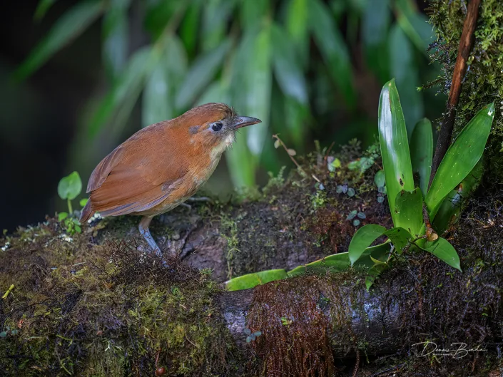 Yellow-breasted Antpitta Geelborstmierpitta op een bemoste tak