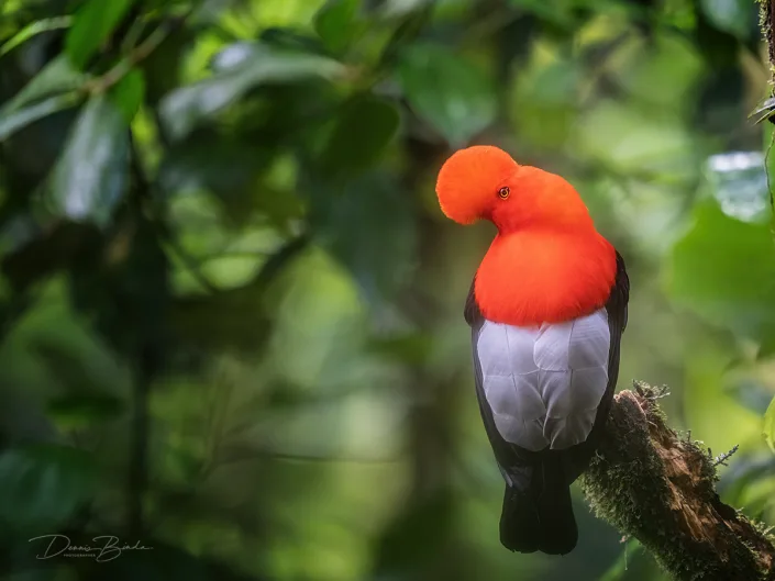 Andean cock-of-the-rock Rode Rotshaan op korte tak