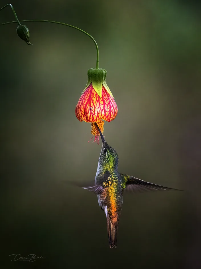 Andean Emerald (female) Andesamazilia onder een rode bloem