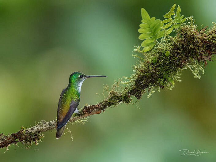 female Andean Emerald humminbird Andesamazilia op een tak